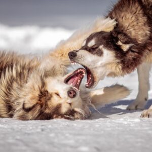 Dog bite lawyer (Two Siberian Huskies playing energetically in snowy outdoor terrain.)