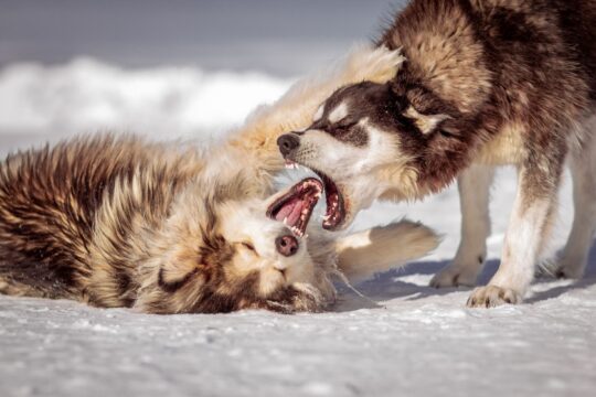 Dog bite lawyer (Two Siberian Huskies playing energetically in snowy outdoor terrain.)