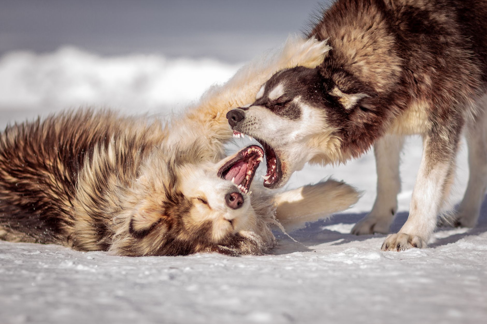 Dog bite lawyer (Two Siberian Huskies playing energetically in snowy outdoor terrain.)